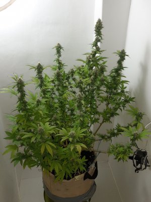 20221213_131313.jpg 20221213_131313.jpg