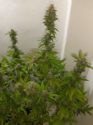 20221213_131258.jpg 20221213_131258.jpg