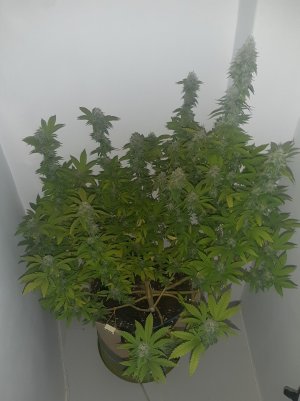 20221213_132815.jpg 20221213_132815.jpg