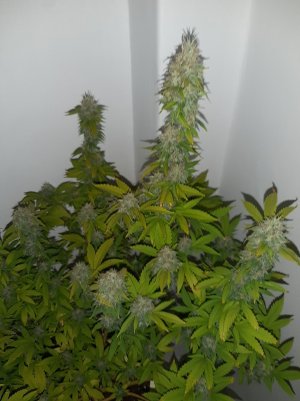 20221213_132605.jpg 20221213_132605.jpg