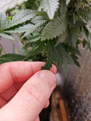 IMG_20221214_124354.jpg IMG_20221214_124354.jpg