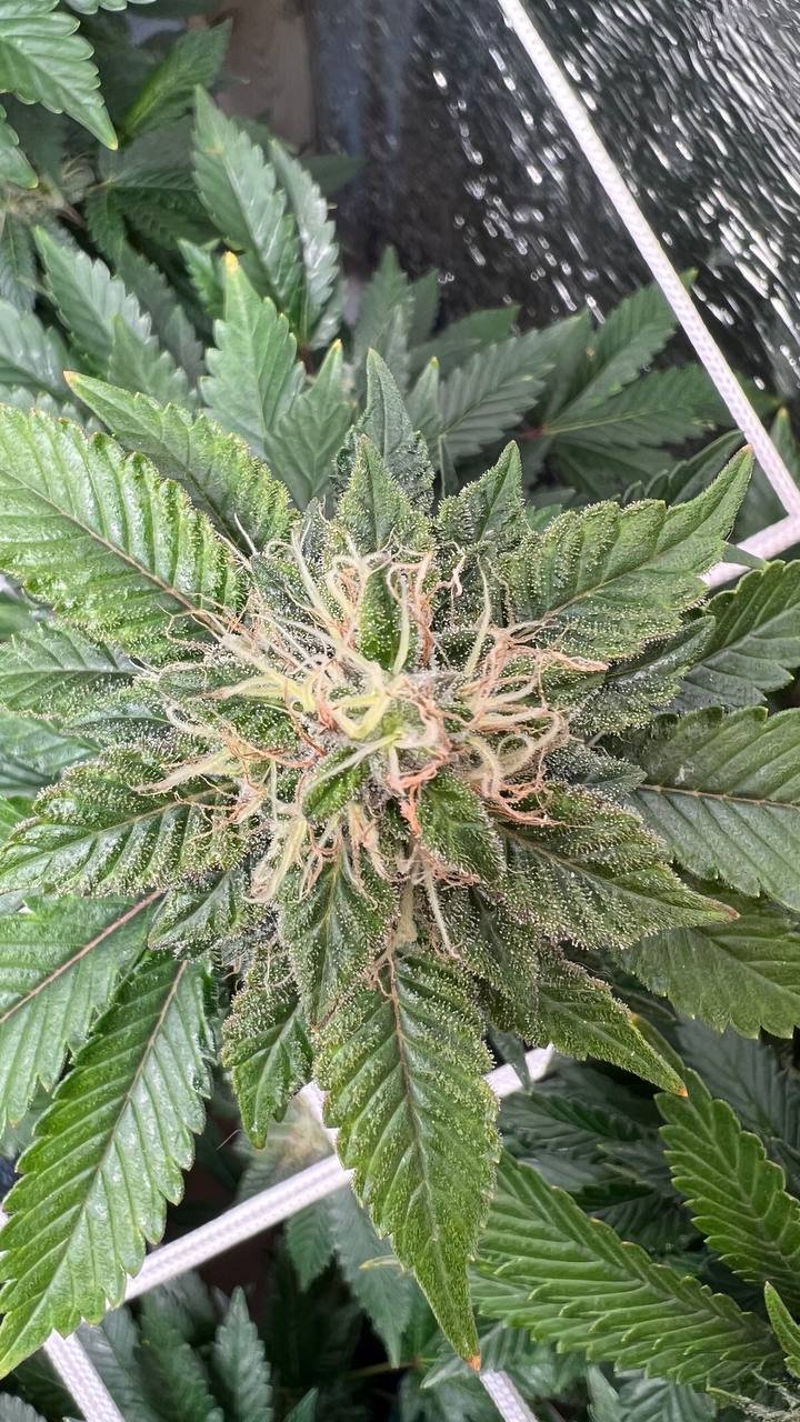 IMG_20221214_123505_366.jpg IMG_20221214_123505_366.jpg