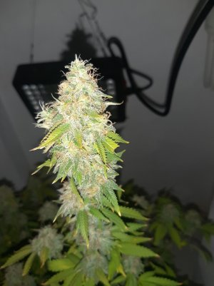 20221215_090233.jpg 20221215_090233.jpg