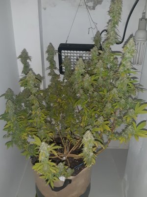 20221215_100439.jpg 20221215_100439.jpg