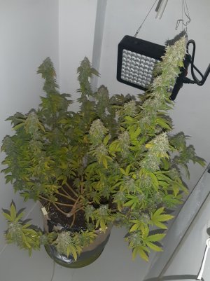 20221215_100452.jpg 20221215_100452.jpg