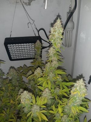 20221215_100504.jpg 20221215_100504.jpg