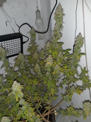 20221215_134336.jpg 20221215_134336.jpg