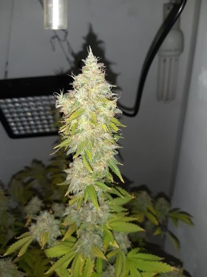 20221215_135128.jpg 20221215_135128.jpg