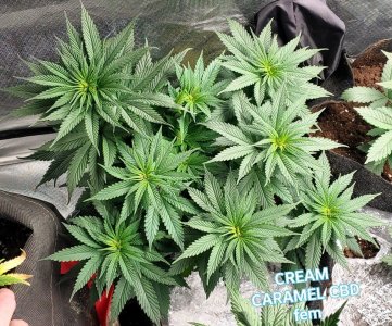 IMG_20221215_174253_085.jpg IMG_20221215_174253_085.jpg