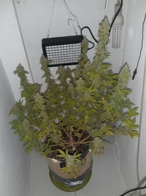 20221216_085313.jpg 20221216_085313.jpg