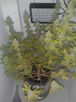 20221216_090139.jpg 20221216_090139.jpg