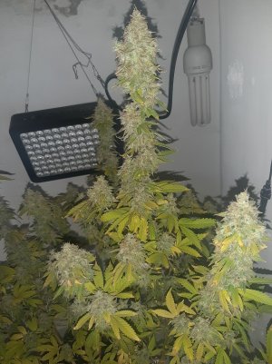 20221216_090204.jpg 20221216_090204.jpg