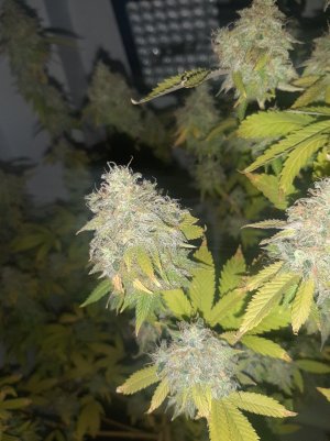 20221216_090116.jpg 20221216_090116.jpg