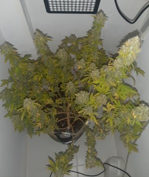 20221216_094506.jpg 20221216_094506.jpg