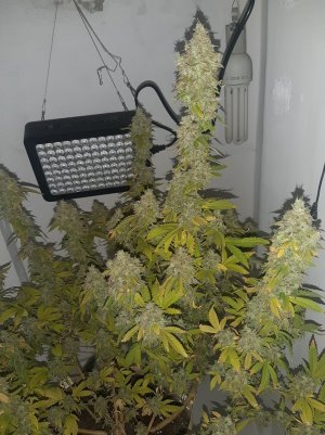 20221216_094530.jpg 20221216_094530.jpg