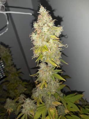 20221216_110904.jpg 20221216_110904.jpg