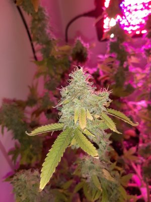 20221216_110803.jpg 20221216_110803.jpg