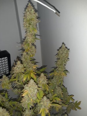 20221216_135035.jpg 20221216_135035.jpg