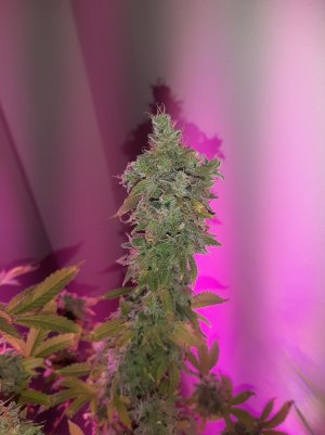 20221216_135012.jpg 20221216_135012.jpg