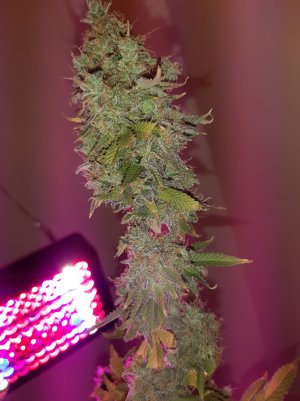 20221216_134947.jpg 20221216_134947.jpg