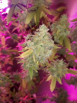 20221216_135001.jpg 20221216_135001.jpg