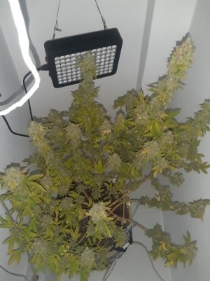 20221216_140007.jpg 20221216_140007.jpg