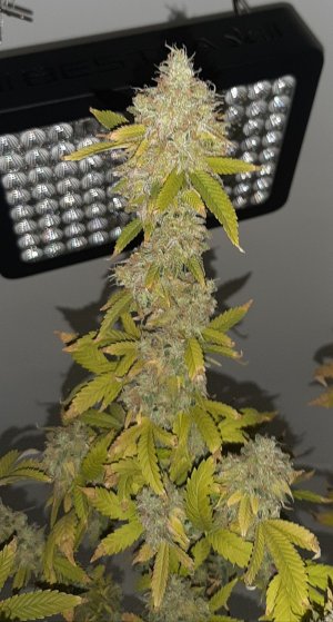 20221217_121143.jpg 20221217_121143.jpg