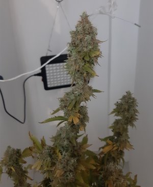 20221217_122025.jpg 20221217_122025.jpg