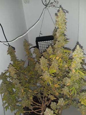 20221217_155649.jpg 20221217_155649.jpg