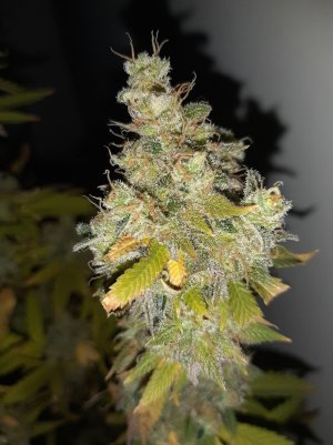 20221217_155637.jpg 20221217_155637.jpg