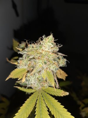 20221217_155626.jpg 20221217_155626.jpg