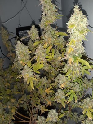 20221217_155549.jpg 20221217_155549.jpg