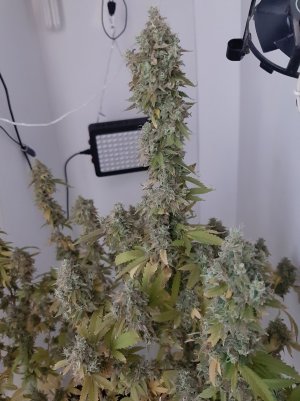 20221217_155601.jpg 20221217_155601.jpg