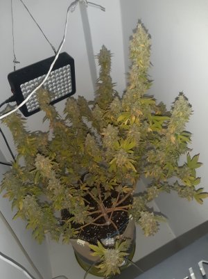 20221217_164915.jpg 20221217_164915.jpg