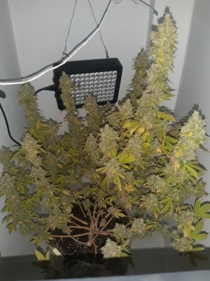 20221217_164904.jpg 20221217_164904.jpg