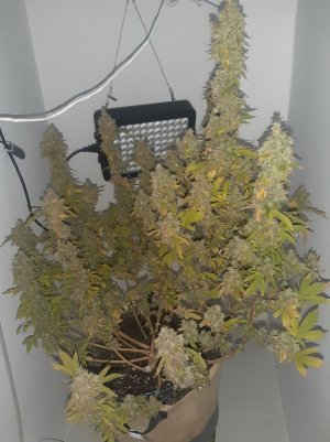 20221217_170631.jpg 20221217_170631.jpg