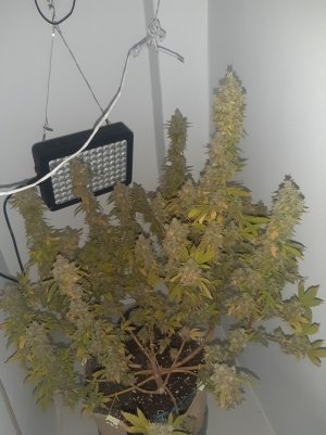 20221217_170619.jpg 20221217_170619.jpg