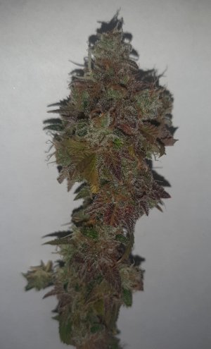 20221217_170522.jpg 20221217_170522.jpg