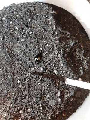 20221219_131039.jpg 20221219_131039.jpg