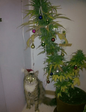 1671454215207.png 1671454215207.png