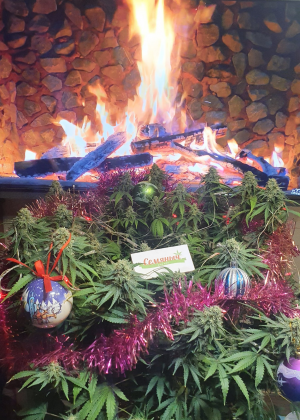 1671454569581.png 1671454569581.png