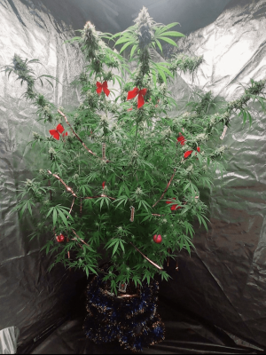 1671454622956.png 1671454622956.png