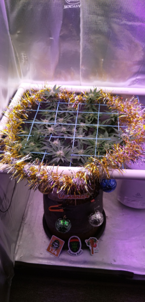 1671454788475.png 1671454788475.png