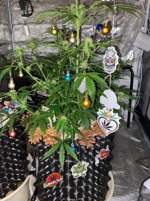 1671454882977.png 1671454882977.png