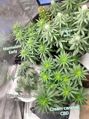 IMG_20221220_002311_443.jpg IMG_20221220_002311_443.jpg