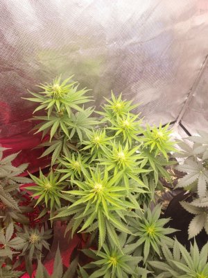 IMG_20221225_111116_152.jpg IMG_20221225_111116_152.jpg