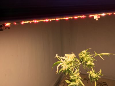 IMG_7901.JPG IMG_7901.JPG