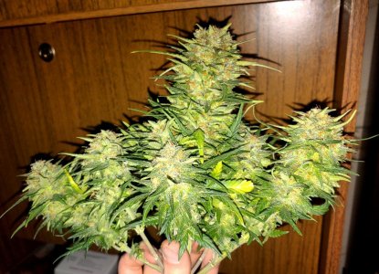 IMG_20221229_222113_032.jpg IMG_20221229_222113_032.jpg