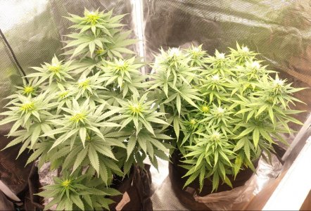 IMG_20221230_083543_290.jpg IMG_20221230_083543_290.jpg