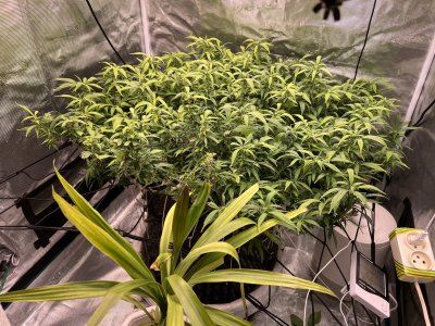 D5B6EDE7-FE45-4DE0-9EA8-9FE878880DAE.jpeg D5B6EDE7-FE45-4DE0-9EA8-9FE878880DAE.jpeg